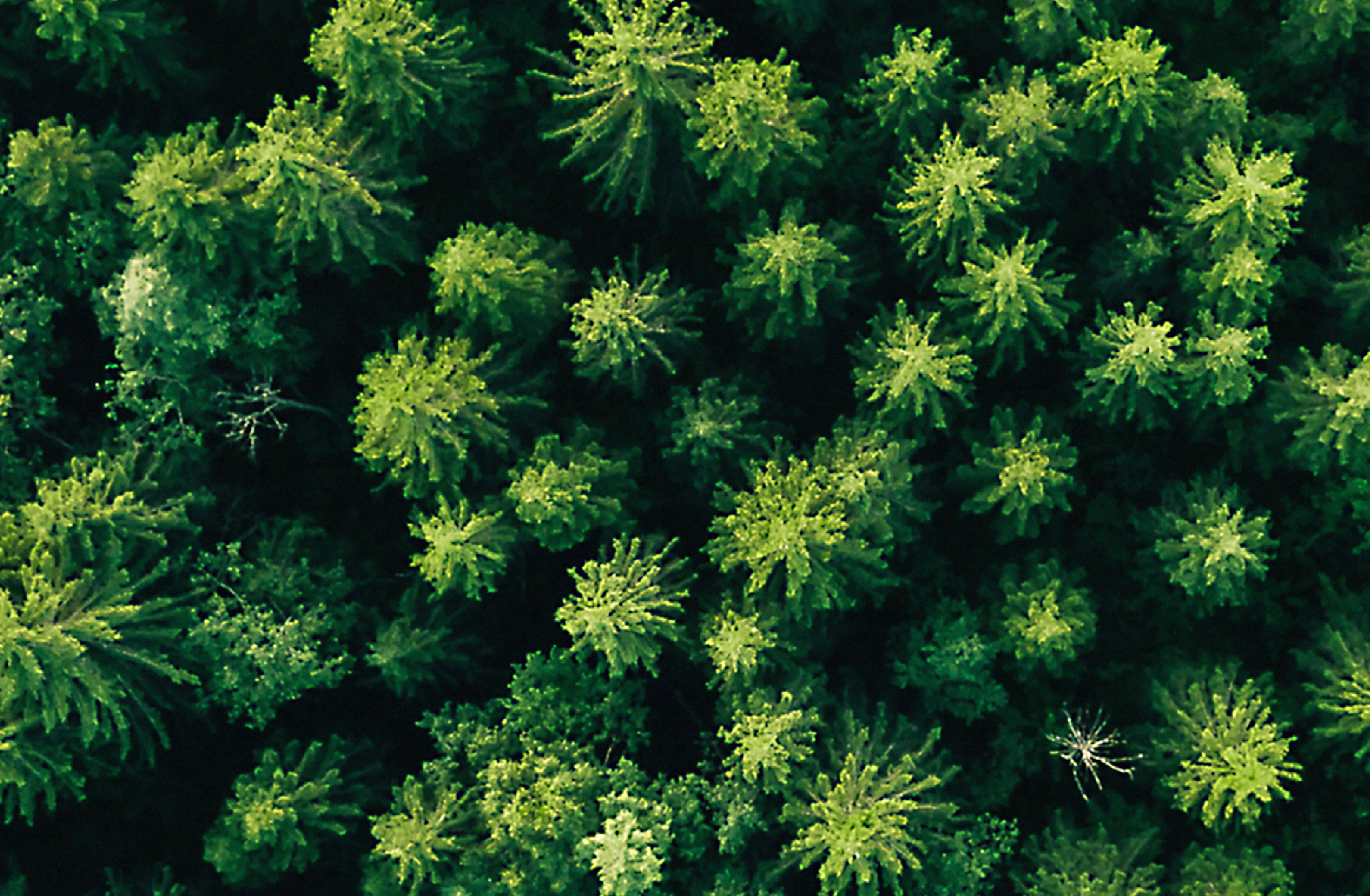 Wald von oben Fotografiert GS1 EXCHANGE DATA for Sustainability
