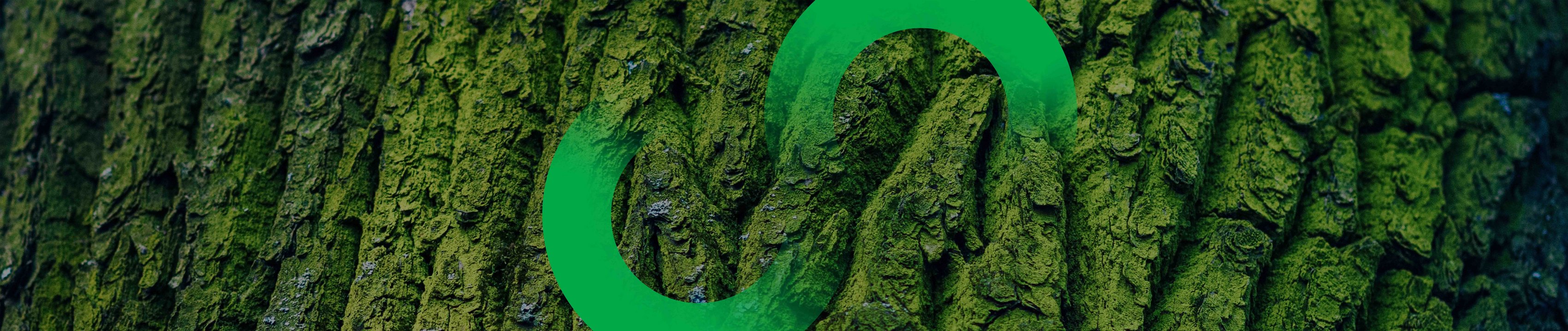 „Baumrinde mit grünem Unendlichkeitszeichen als Symbol für Nachhaltigkeit“
